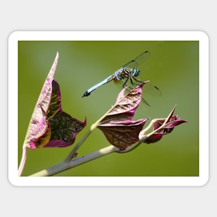 Dragonfly Sticker